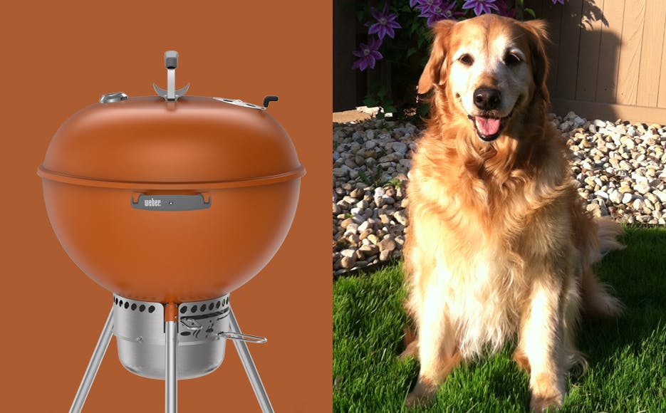 Match Your Pet Match Your Pet
